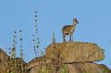 094 Tanzania, N-Serengeti, klipspringer